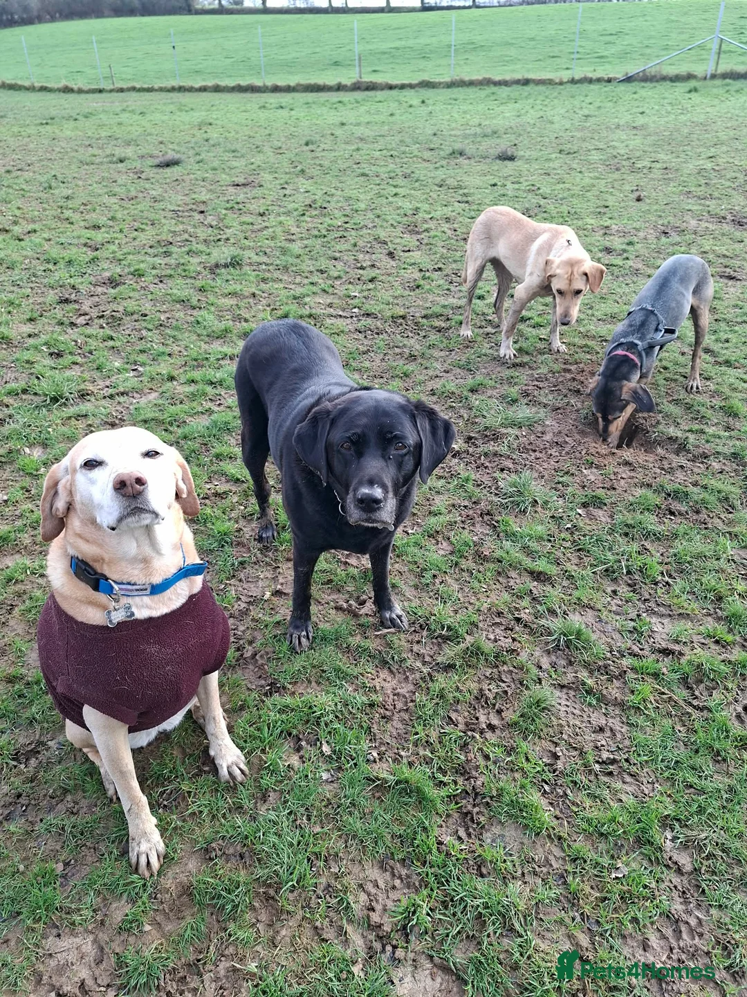 Mixed Breed dogs for adoption: Lily - 2 year old, possibly Lab Mix Girl in Peacehaven - Advert 2