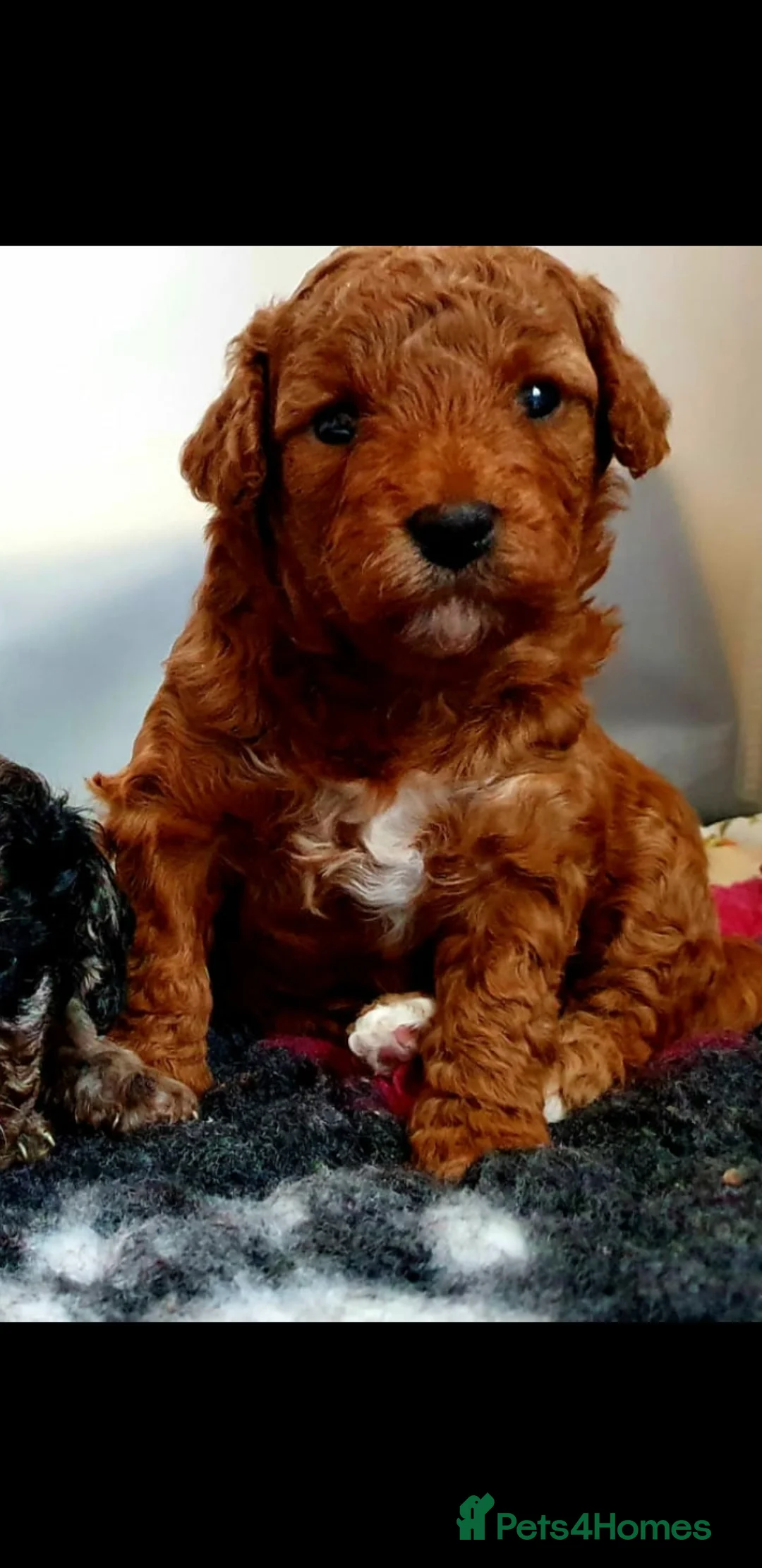Miniature Poodle dogs for stud: Proven Chocolate Merle Poodle available for stud in Saint Austell - Advert 9