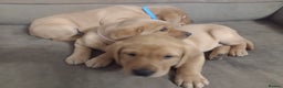 Labrador Retriever dogs for sale: Beautiful Fox Red Labrador  - Advert 3