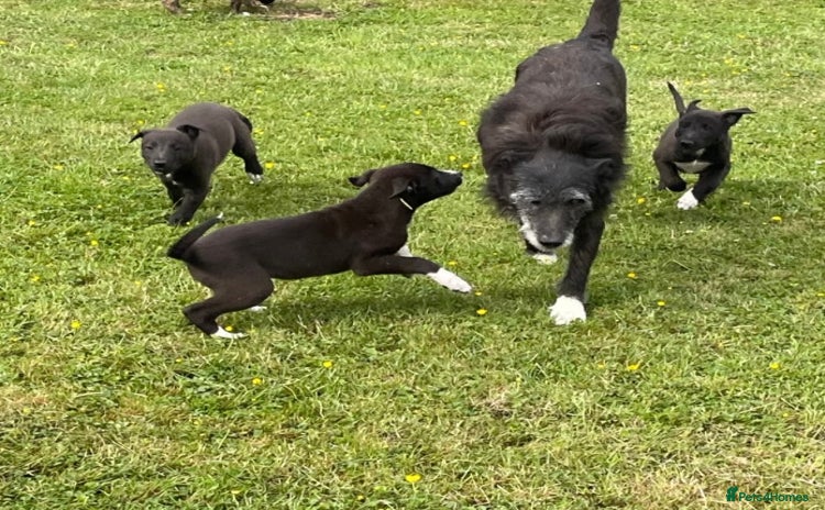 Mixed Breed dogs - Advert 1