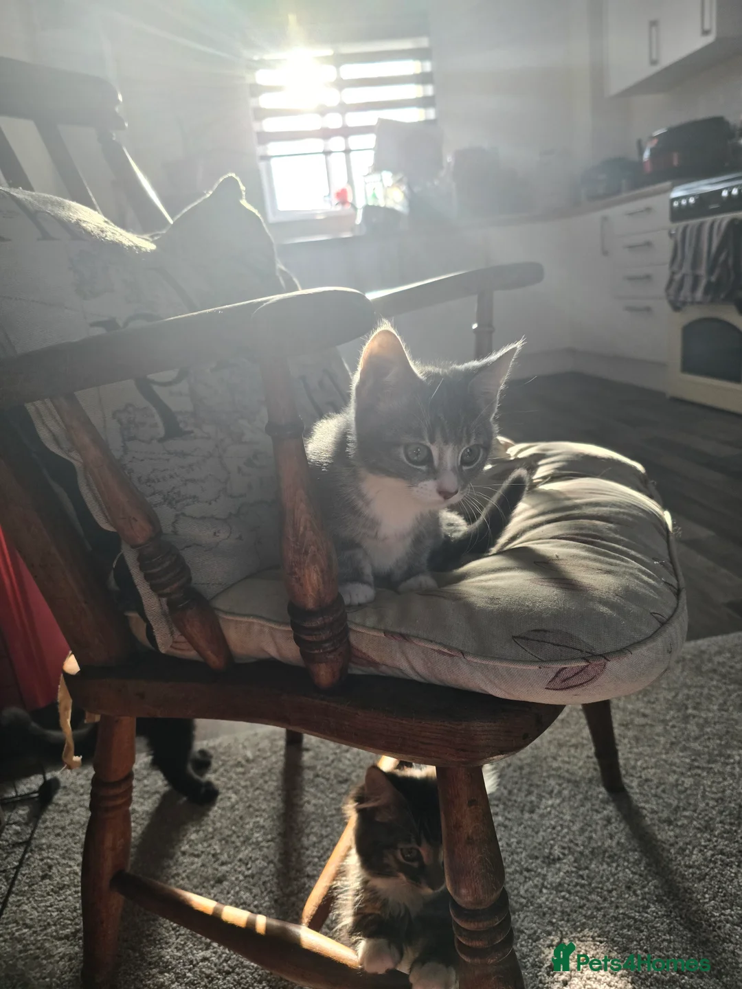 Mixed Breed cats for sale: 2 adorable kittens for sale £50 ONO - Advert 3