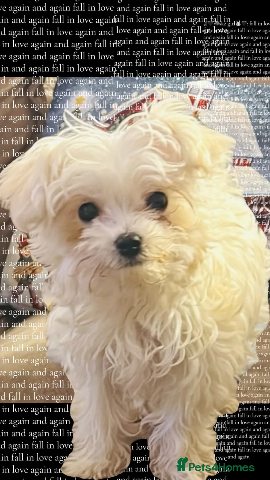 Maltese dogs for sale: Kikii - Advert 1