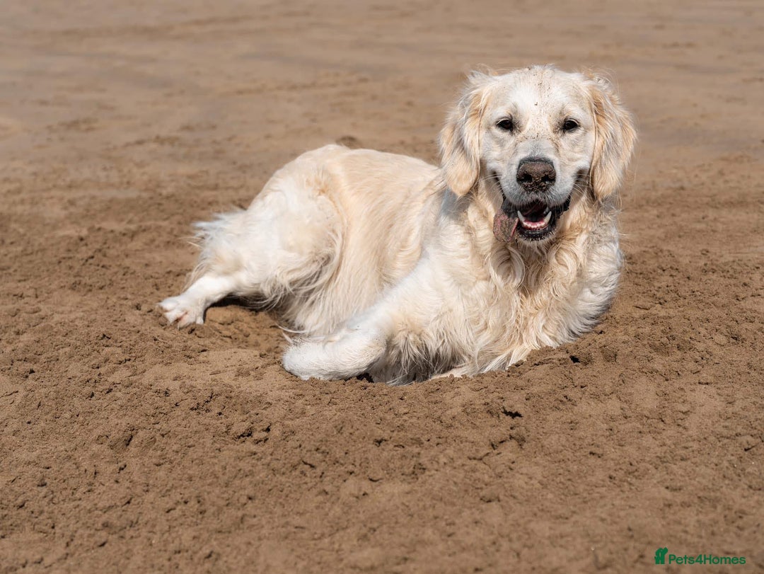 Golden Retriever dogs for stud: Fully health tested therapy dog  - Image 34