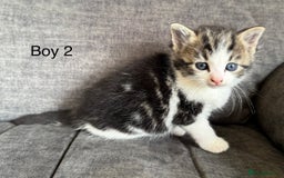 Domestic Shorthair cats for sale: Kittens - Image 3