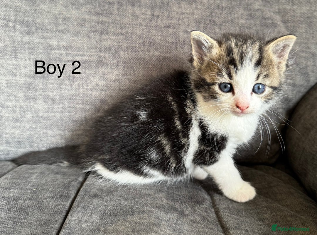 Domestic Shorthair cats for sale: Kittens - Image 3