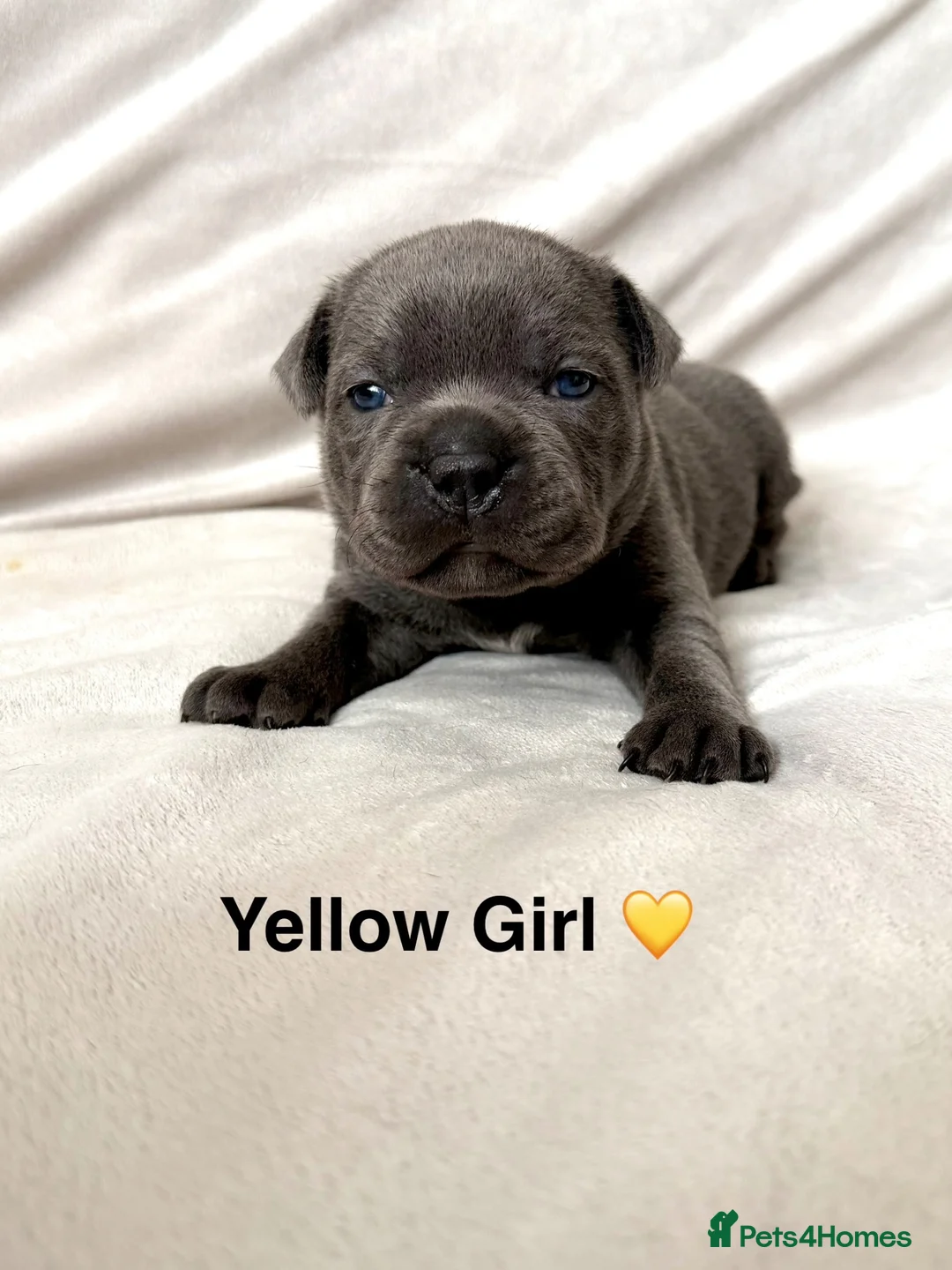 Staffordshire Bull Terrier dogs for sale: Beautiful Blue Staffy Pups  - Advert 2