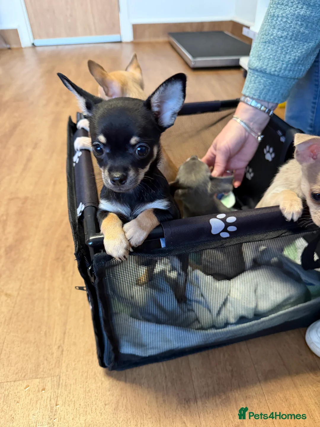 Chihuahua dogs for sale: Chihuahua smooth coat puppy for sale - Advert 5