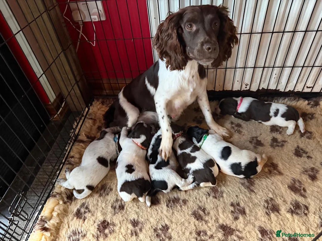 English Springer Spaniel dogs for sale: Springer spaniel puppies  - Advert 1