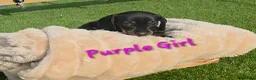 Miniature Dachshund dogs for sale: LAST PUP! Miniature Dachshund Puppies 🐶🐾 - Advert 27