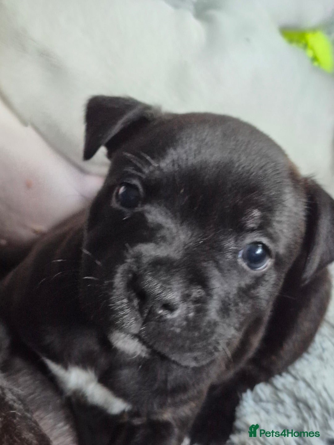 Staffordshire Bull Terrier dogs for sale: DNA HEALTH TESTED STAFFIE PUPPIES, BAER HEARING  - Advert 22