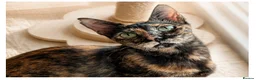 Mixed Breed cats for adoption: Siren - Advert 3