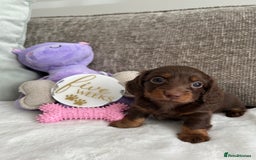 Miniature Dachshund dogs for sale: 🤍🐾 READY NEXT WEEK 🐾🤍 - Image 12