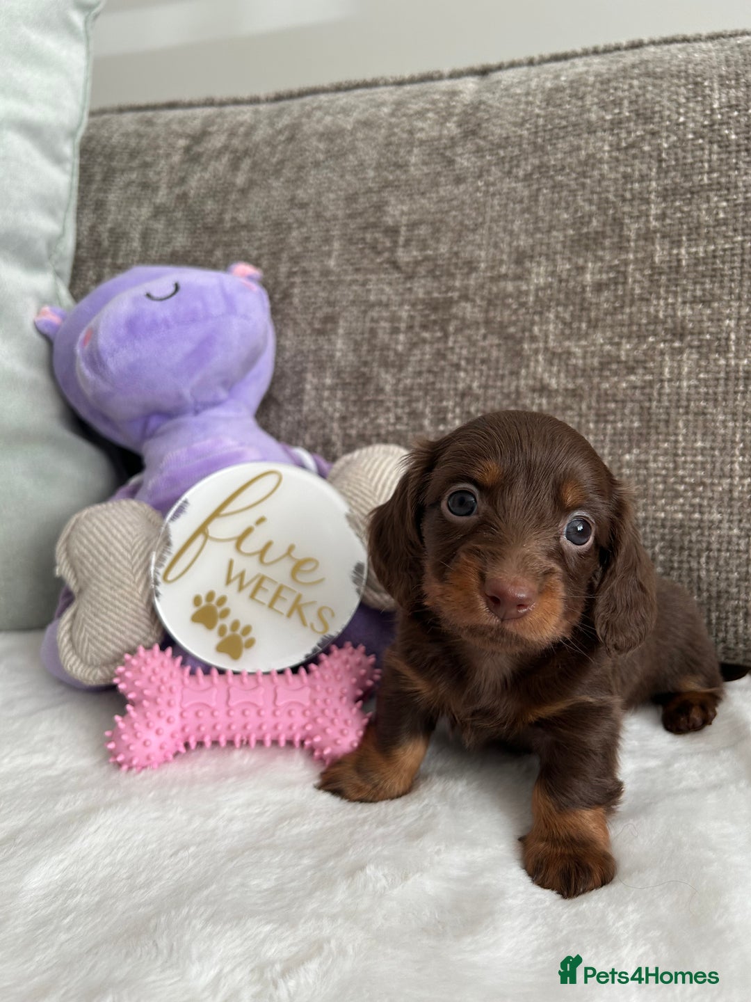 Miniature Dachshund dogs for sale: 🤍🐾 READY NEXT WEEK 🐾🤍 - Image 12