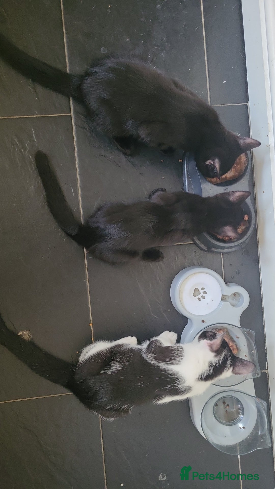 British Shorthair cats for sale: 3 kittens for sale 2 males 1 female  - Image 1