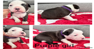 Staffordshire Bull Terrier dogs Puppy for sale  - Advert 6