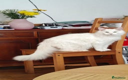 Maine Coon cats for sale: Pedigree XL Mainecoon kittens - Image 7