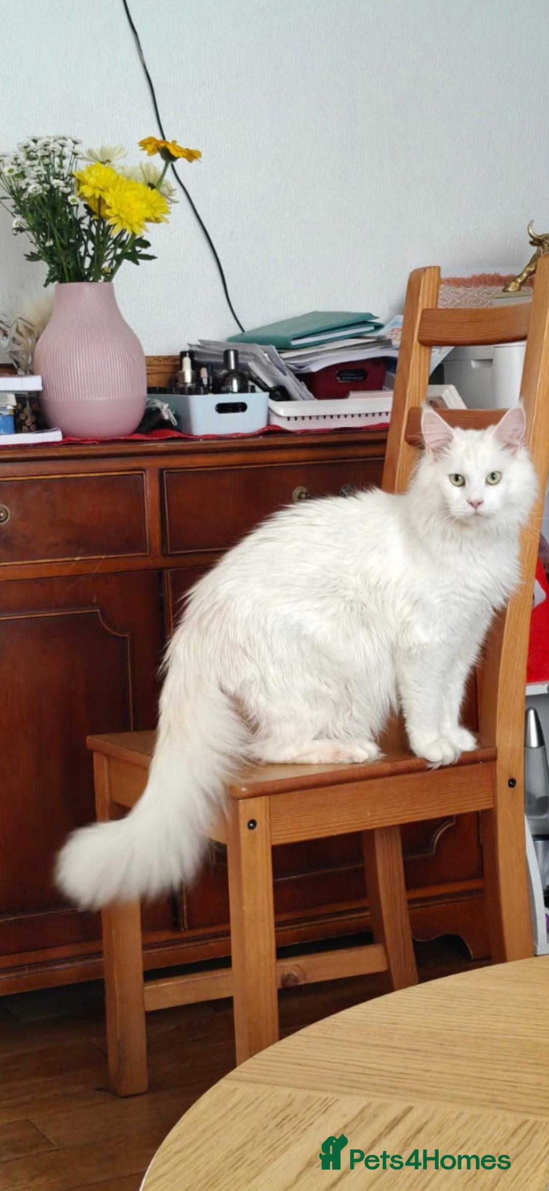 Maine Coon cats for sale: Pedigree XL Mainecoon kittens - Image 7