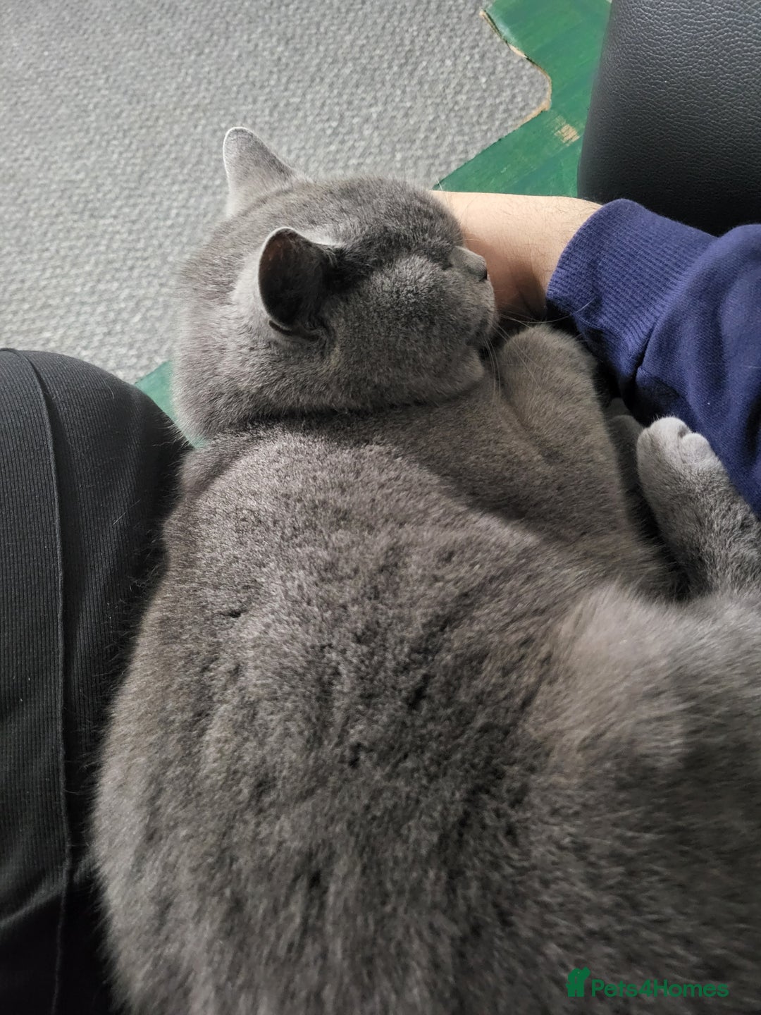 British Shorthair cats for sale: British Shorthair cat - Advert 2