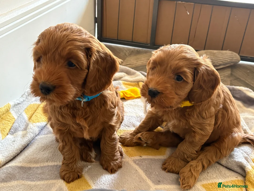 Cockapoo dogs for sale: F1B miniature cockapoo puppies. - Advert 1