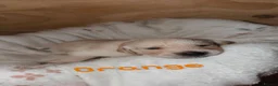 Goldador dogs for sale: 🐾 Stunning Goldador Puppies 🐾 - Advert 27