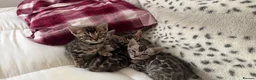 Bengal cats for sale: BENGAL 🔥 KITTENS TICA REGISTERED  - Advert 21