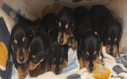 Miniature Dachshund dogs for sale: Beautiful Miniature dachshund  - Image 1