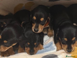 Miniature Dachshund dogs - Advert 35