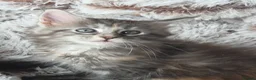 Maine Coon cats for sale: Maine coon kittens Ready Now - Advert 21