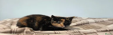 Mixed Breed 4