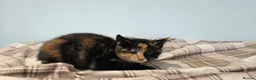 Mixed Breed cats for sale: Kittens For Sale - Advert 7
