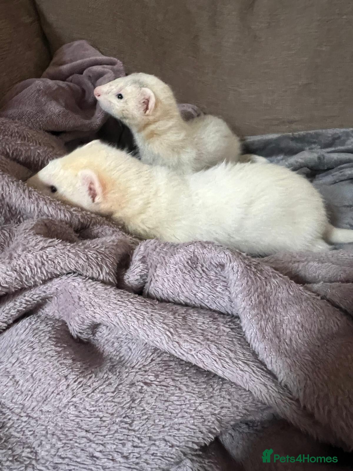 Ferret rodents for sale: Adorable Baby Ferrets  - Advert 8