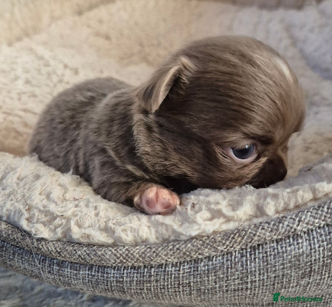 Chihuahua dogs for sale: KC chihuahua puppies  - Advert 3