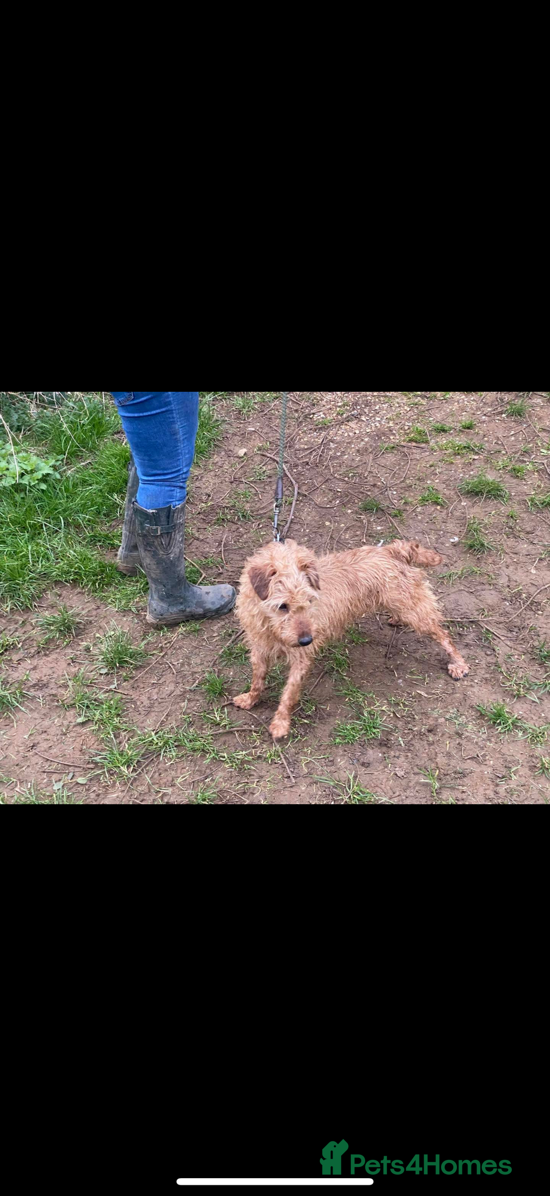 Lakeland Terrier dogs for sale: Lakeland terrier female  - Advert 2