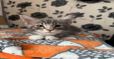 Maine Coon cats - Advert 11