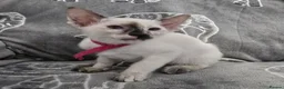 Siamese cats for sale: Adorable fur babies - Advert 4