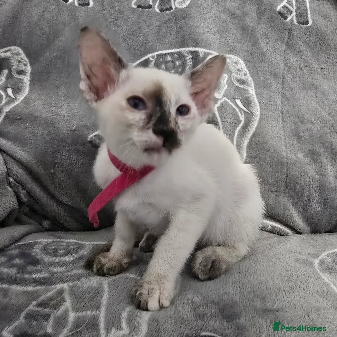 Siamese cats for sale: Adorable fur babies - Advert 4