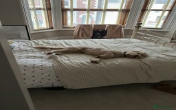 Cockapoo dogs for sale: Loving 5y/o Male Cockapoo - Image 5