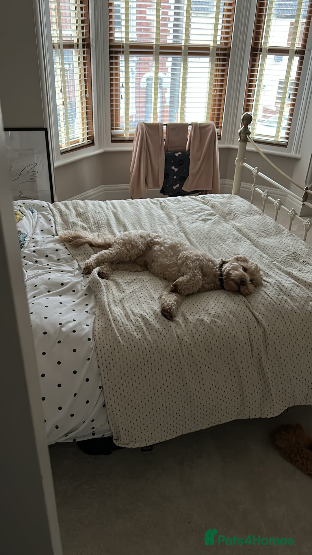 Cockapoo dogs for sale: Loving 5y/o Male Cockapoo - Image 5