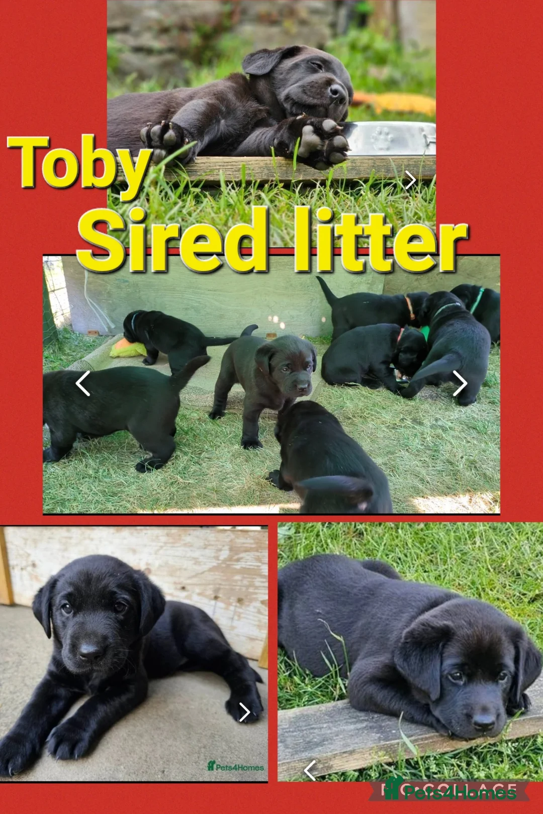 Labrador Retriever dogs for stud: Labrador Ret. 100%-success PROVEN KC/Health tested in Brecon - Advert 16