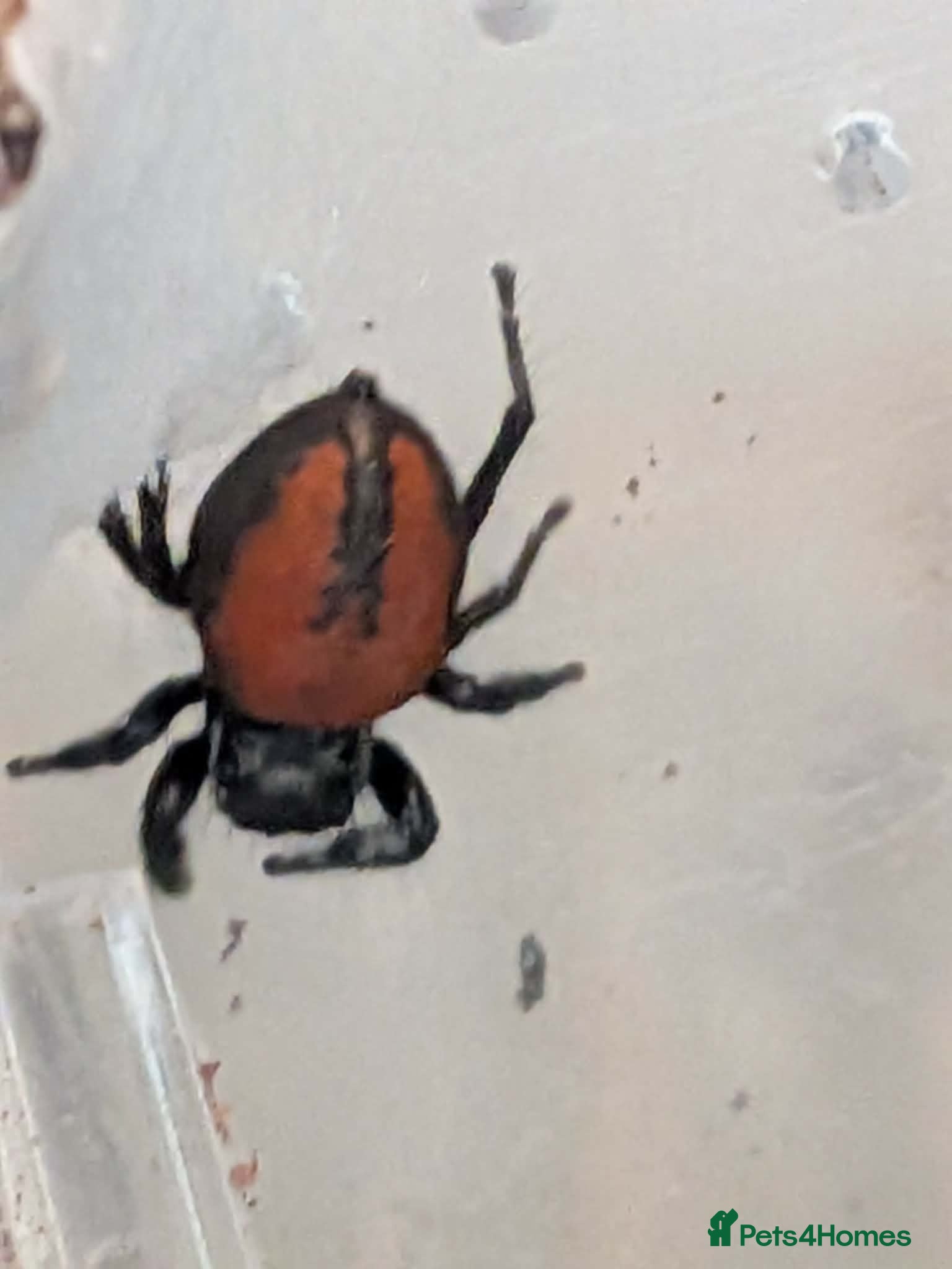 Spiders invertebrates Phiddipus carneus  - Advert 19