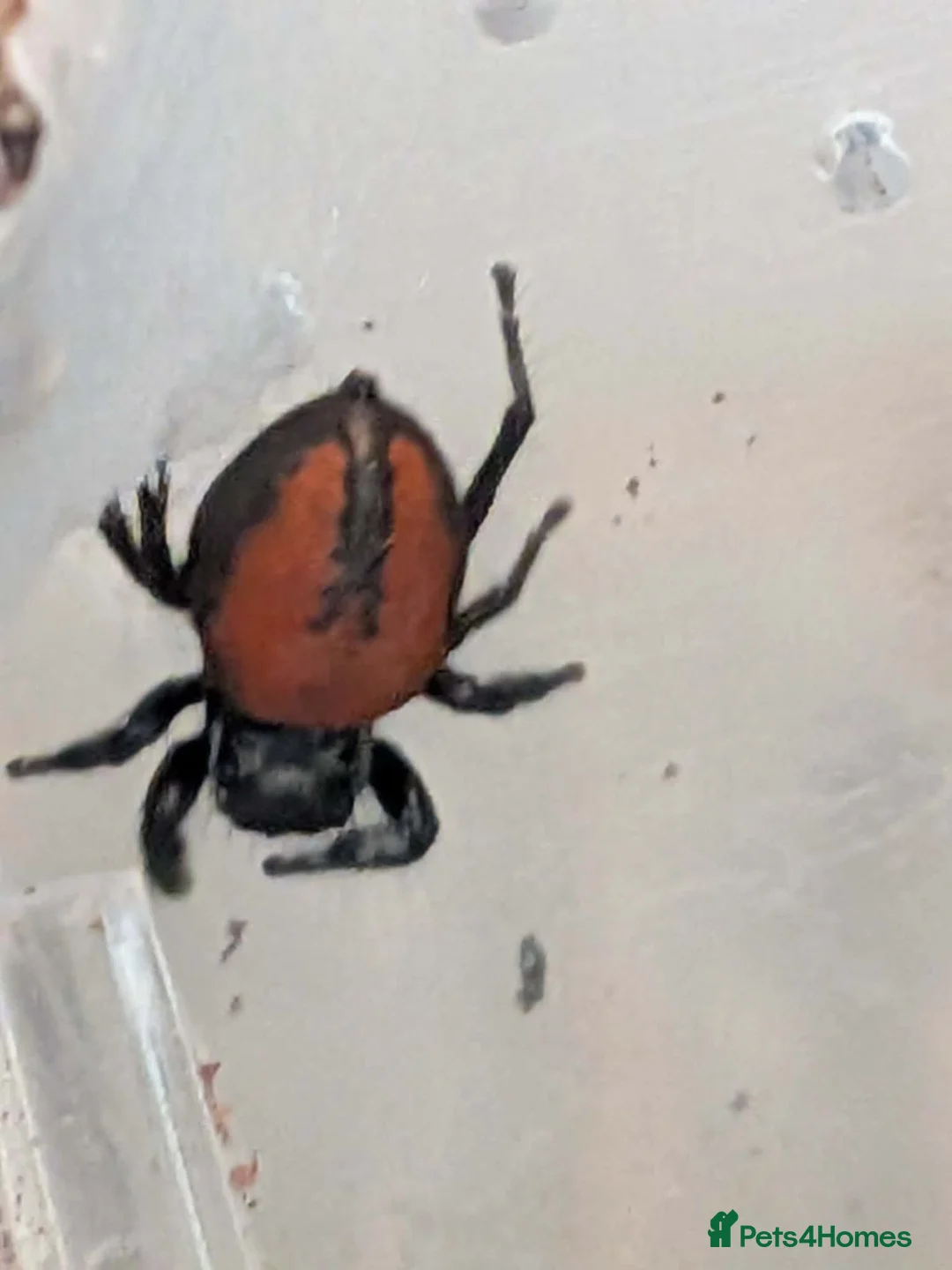 Spiders invertebrates for sale: Phiddipus carneus  - Advert 1
