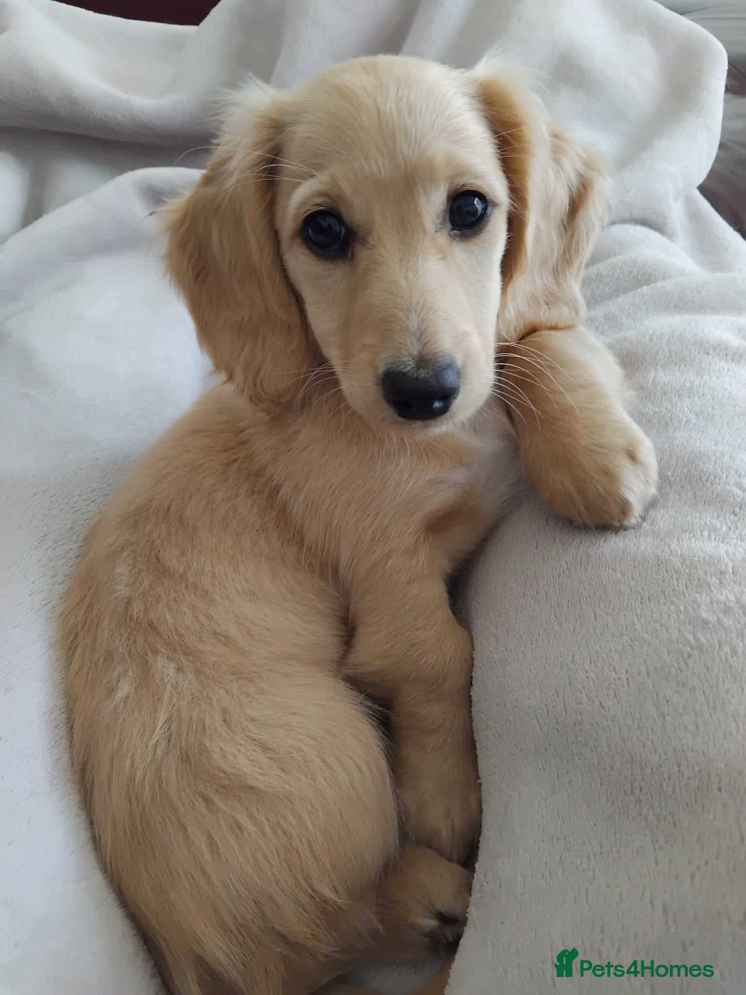 Miniature Dachshund dogs 10 week clear cream female dachshund puppy  - Advert 6