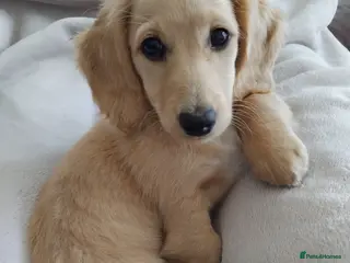 Miniature Dachshund dogs 10 week clear cream female dachshund puppy - Advert 3