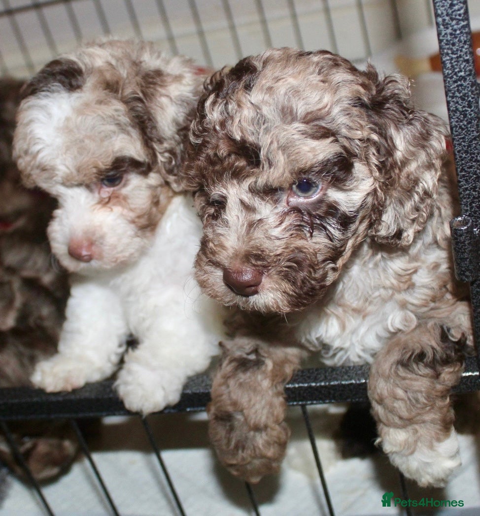 Cockapoo dogs Child friendly cockapoo puppies  - Advert 2