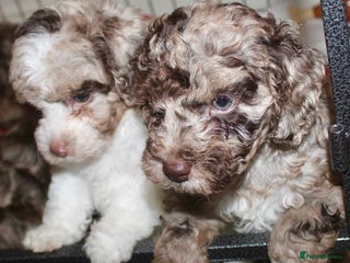 Cockapoo dogs Child friendly cockapoo puppies - Advert 1