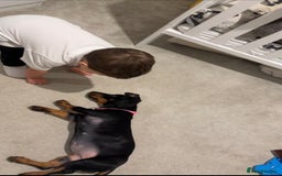 Dachshund dogs for sale: 14 Week old Dachshund Playful & Potty Trained - Image 3