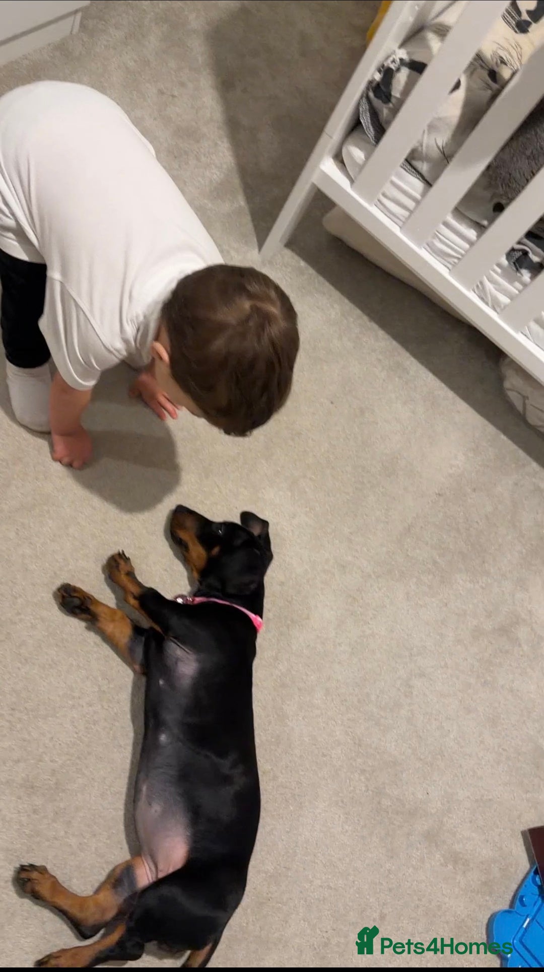 Dachshund dogs for sale: 14 Week old Dachshund Playful & Potty Trained - Image 3