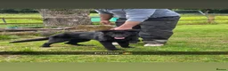 German Shepherd dogs for sale: Elite DDR / Czech Working Line GSD Pups - Advert 5