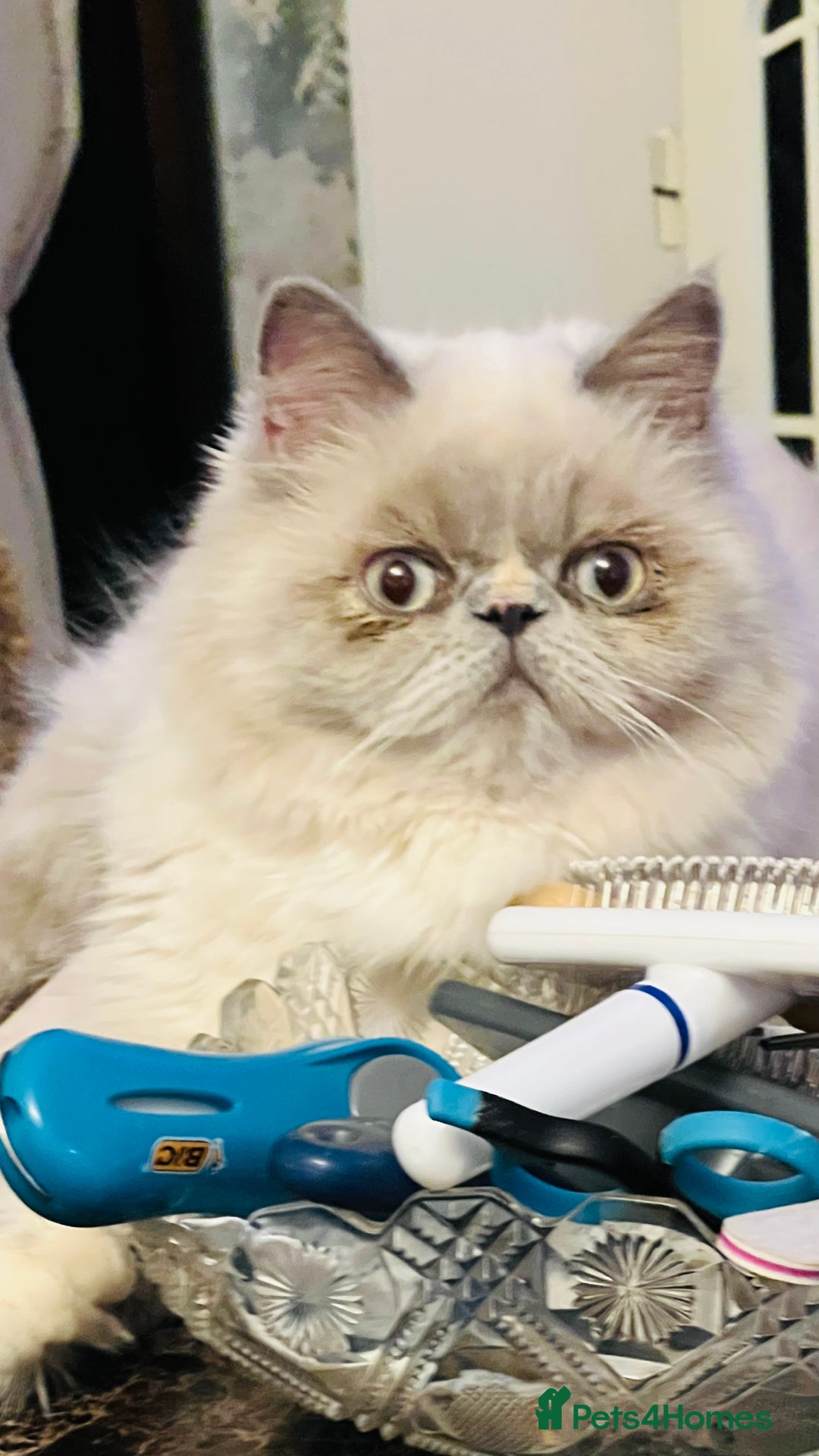 Gallery Image {{count}}