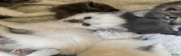 Ragdoll cats for sale: 7 Gorgeous ragdoll cross kittens 🤍 - Advert 23